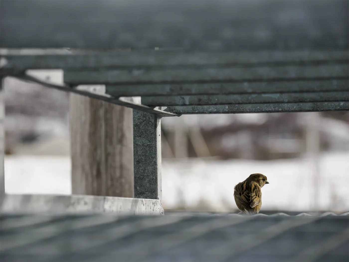 Kleiner Vogel sitzt unter Stockfisch-Trockengestell im Schnee