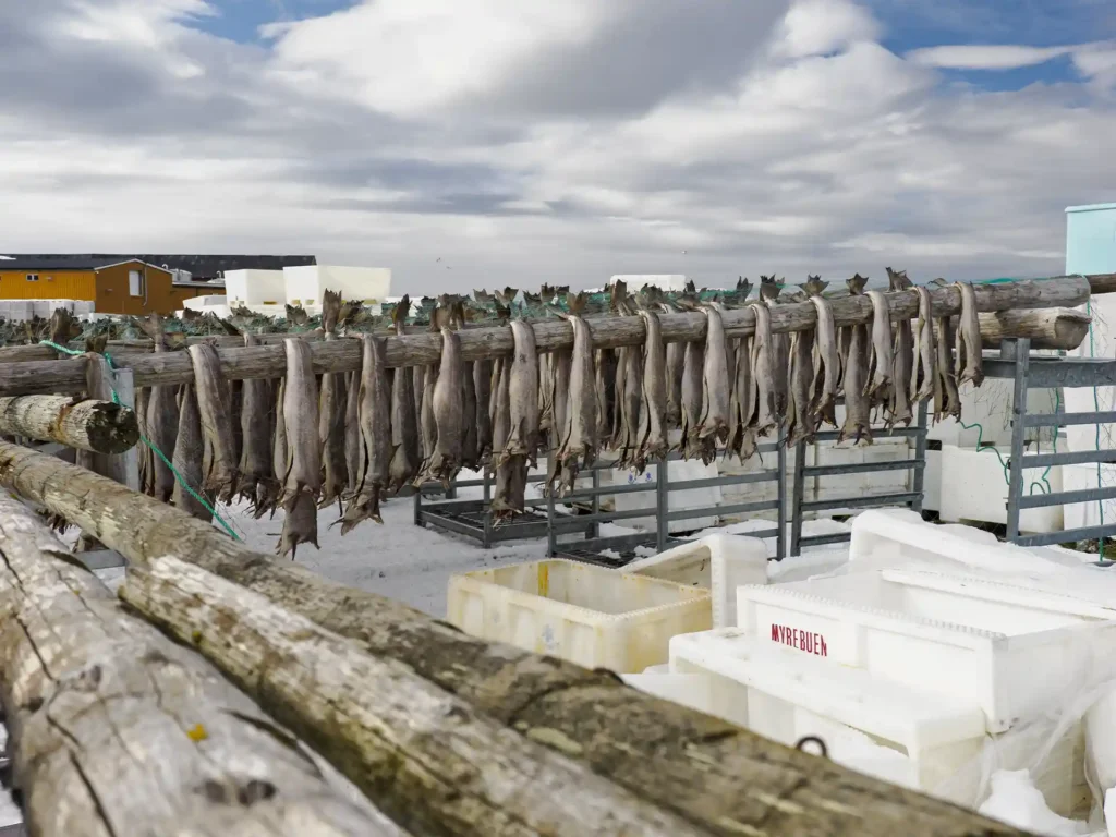 Getrockneter Stockfisch hängt an Holzbalken, Norwegen